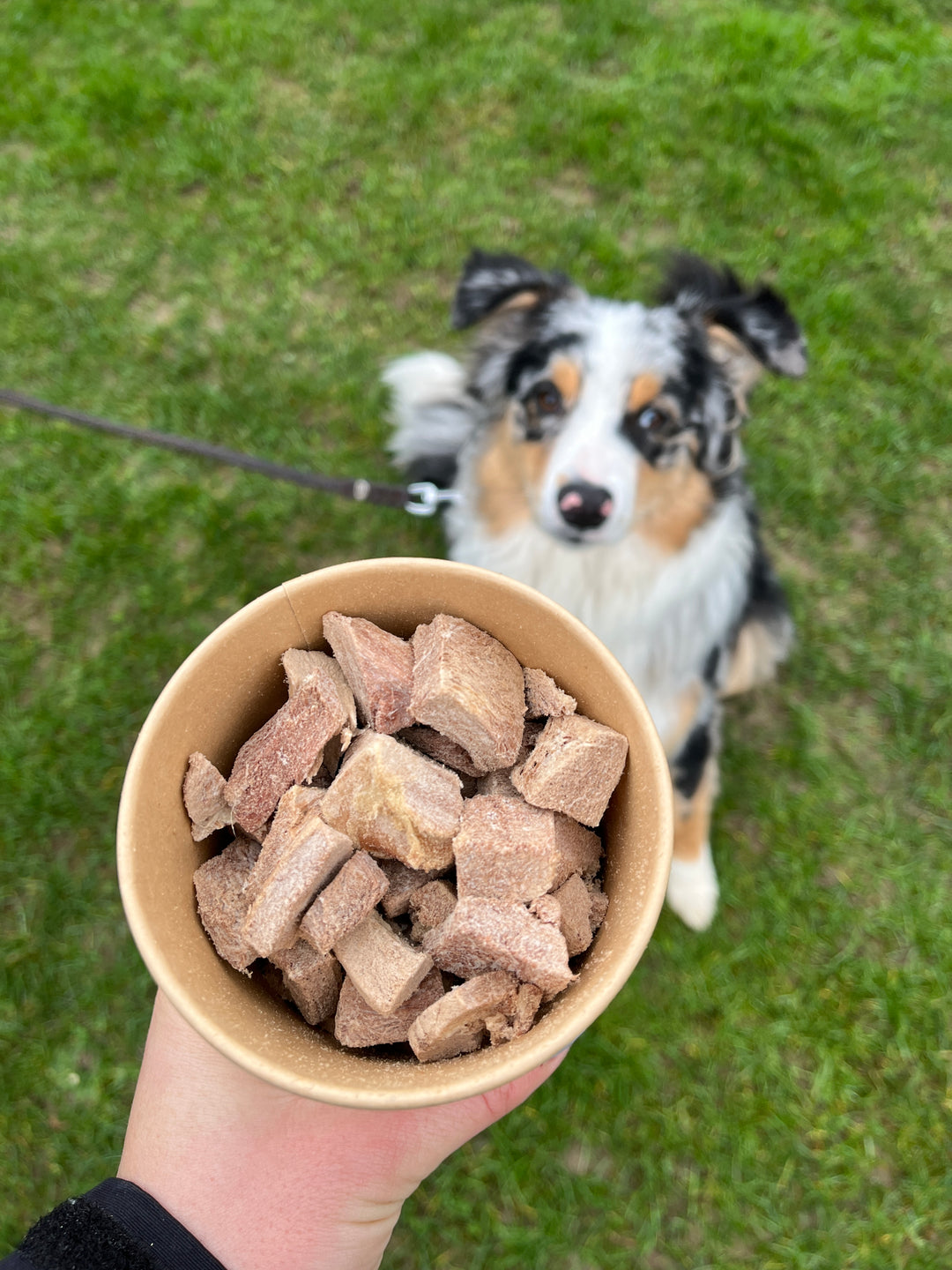 Gefriergetrocknete Hundeleckerlies: Gesunde Snacks für deinen Vierbeiner