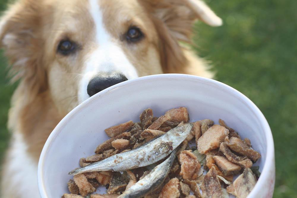 Gefriergetrocknetes Fleisch Menü Barf Hund