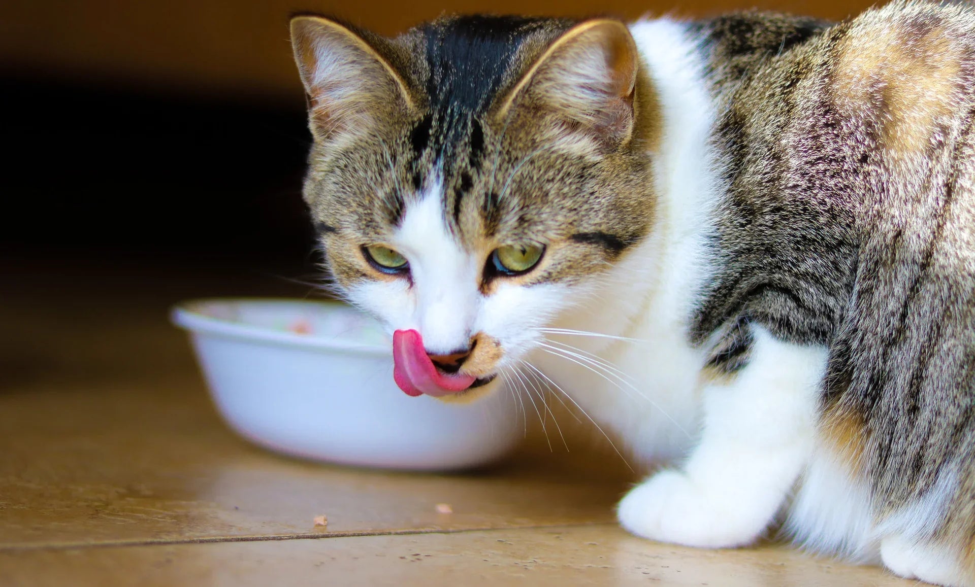 Katzen