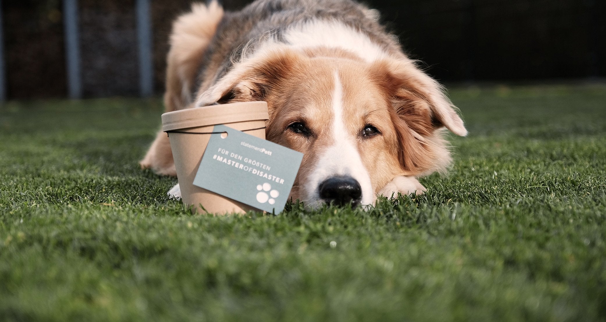 Gesunde Leckerchen Training Hund
