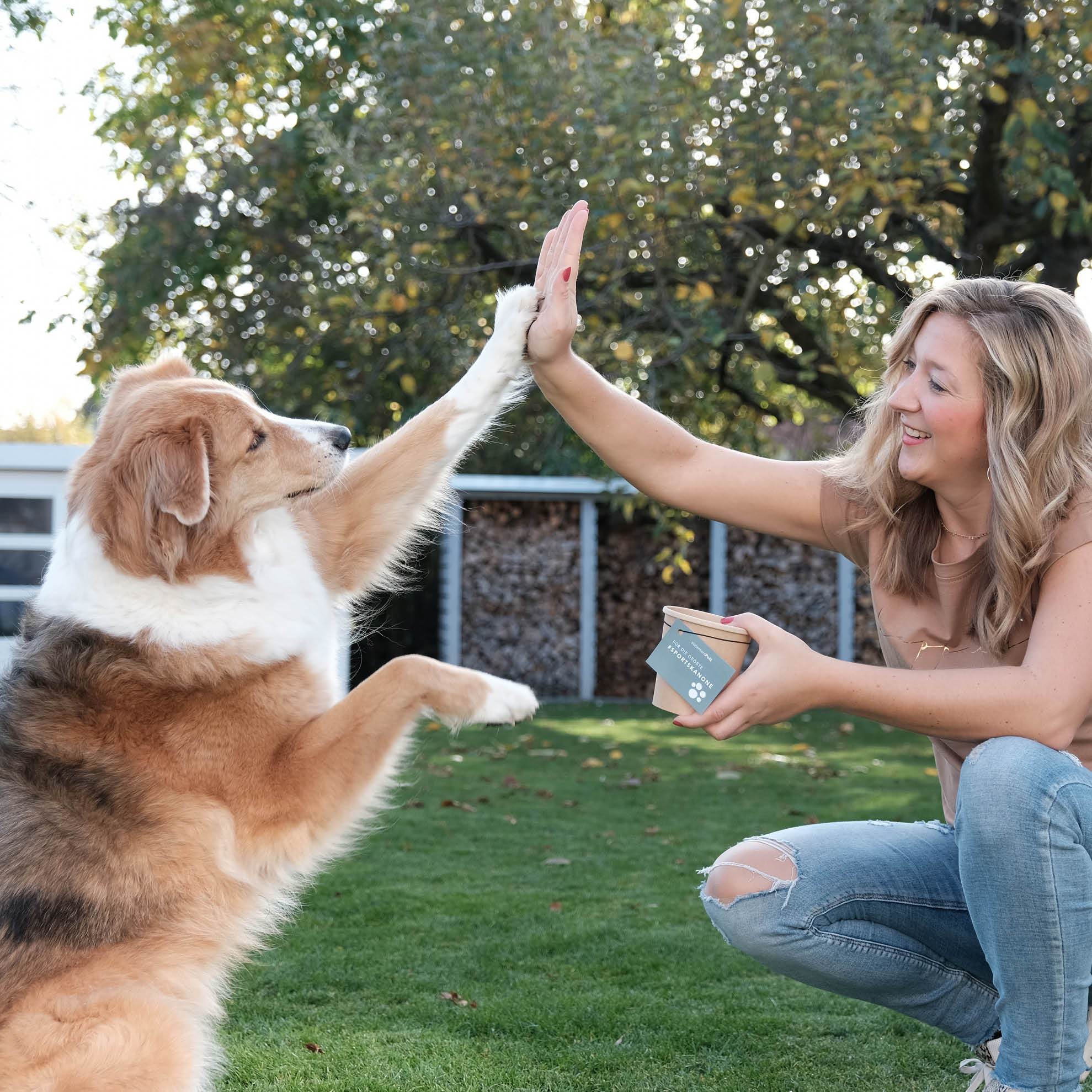 Onlinekurs Hundetraining Hundeerziehung