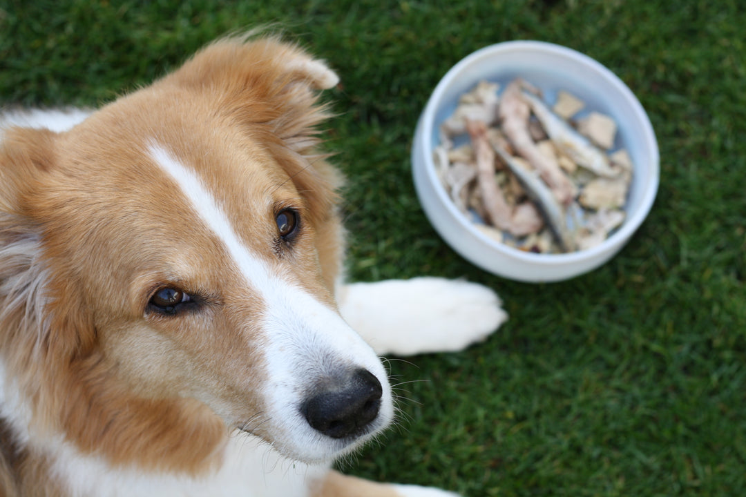 Gefriergetrocknetes Barf – Eine praktische Lösung für die artgerechte Ernährung von Hunden