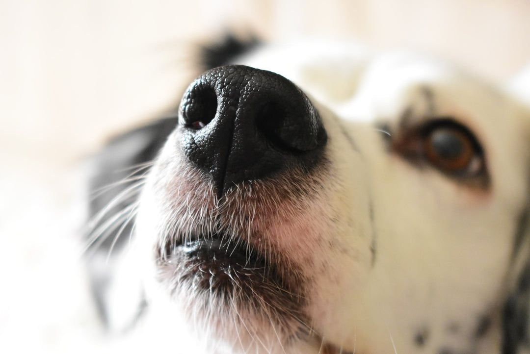 Einfaches Schnüffelspiel: Hunde artgerecht auslasten mit Nasenarbeit