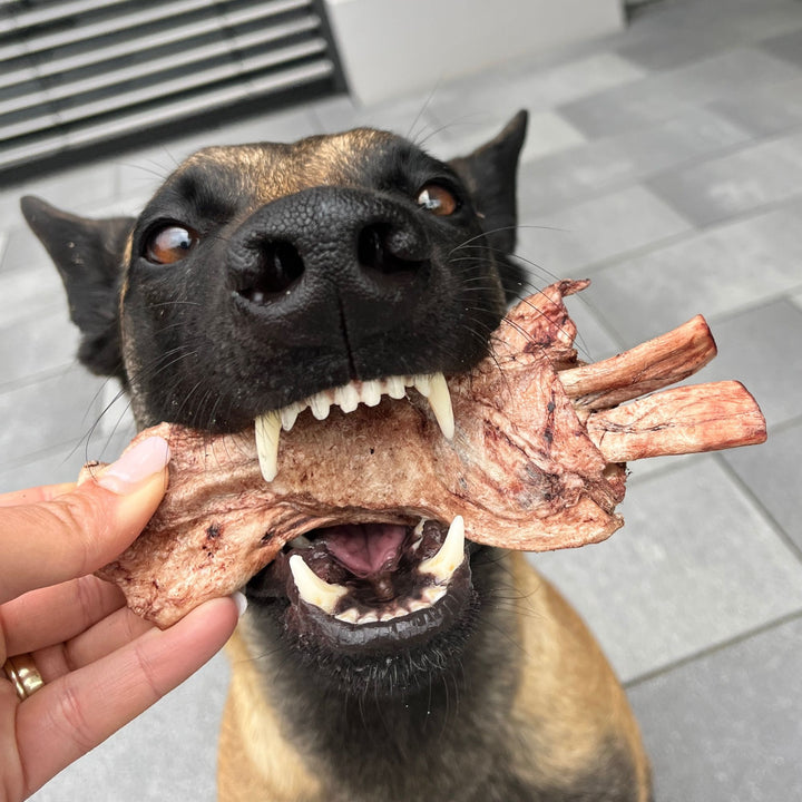 Sparpaket | Kauspaß Extrem Kauer