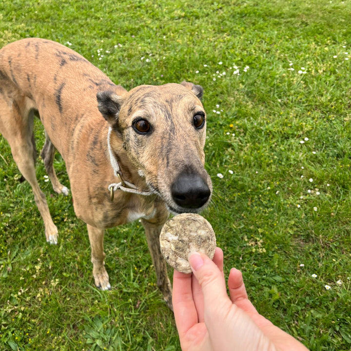 Blättermagen Taler | gefriergetrocknet