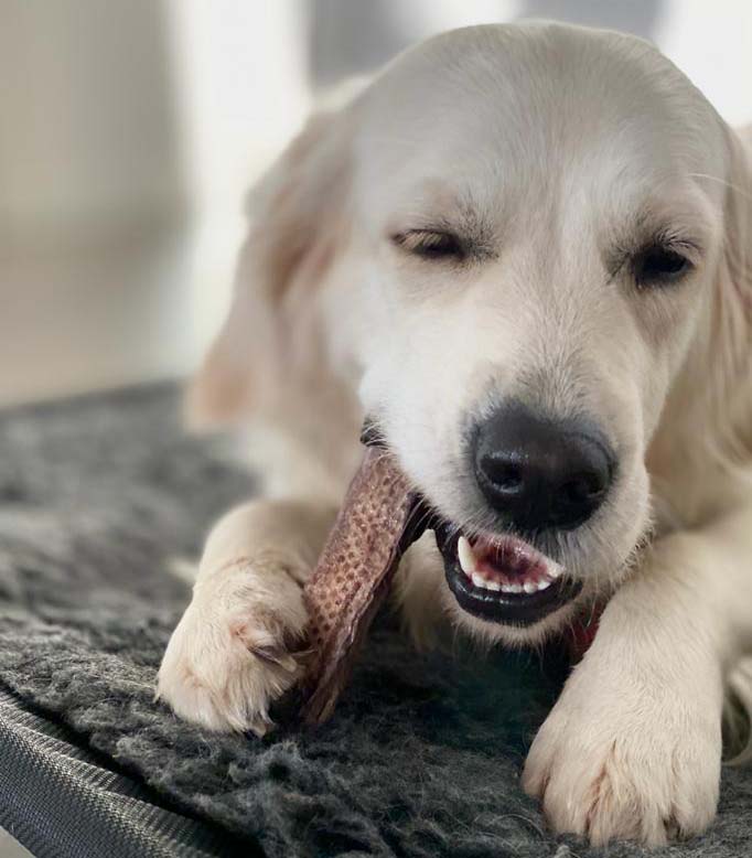 Sparpaket | Top Seller Hunde