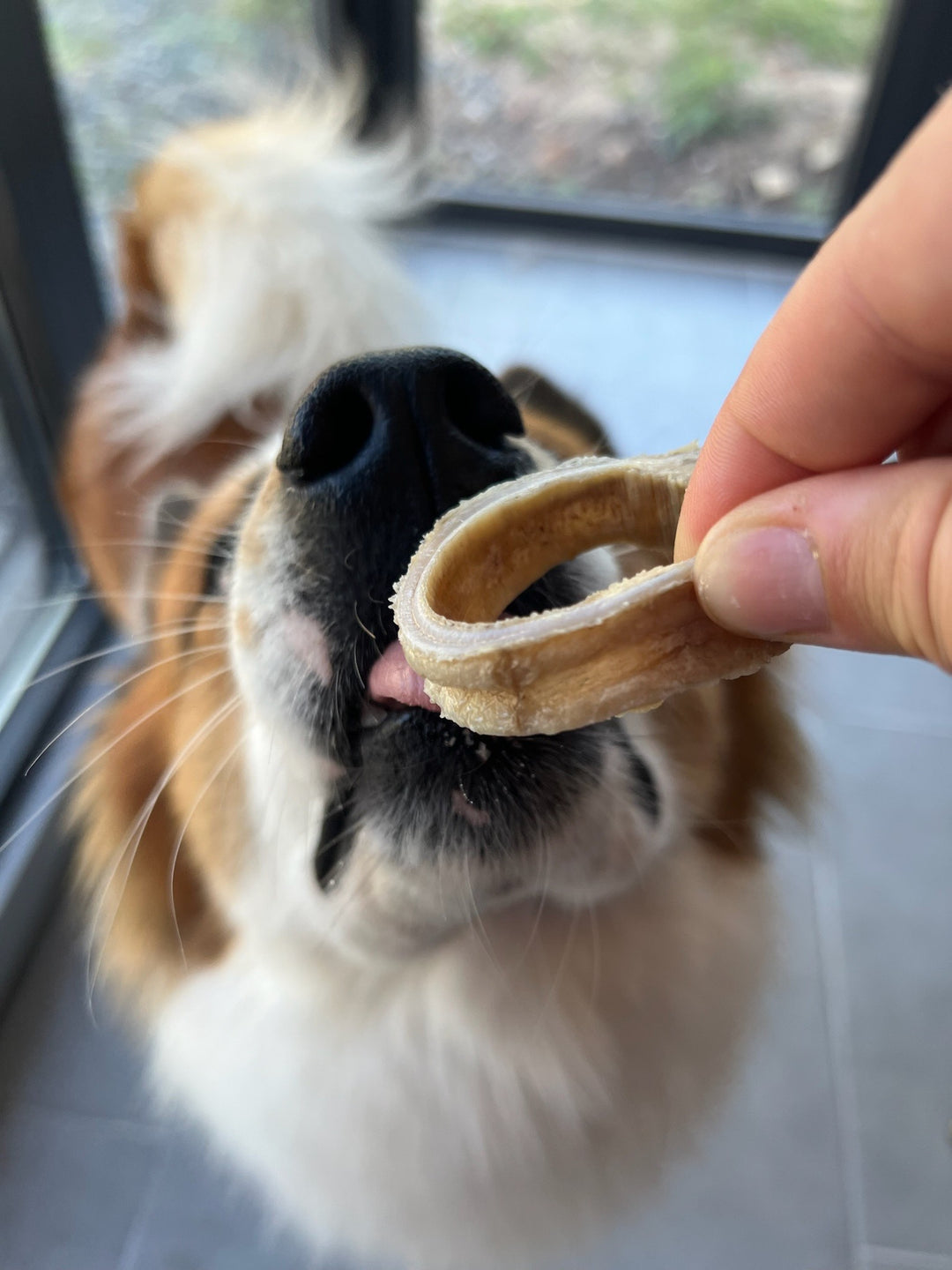 Sparpaket | Kauspaß für kleine Hunde