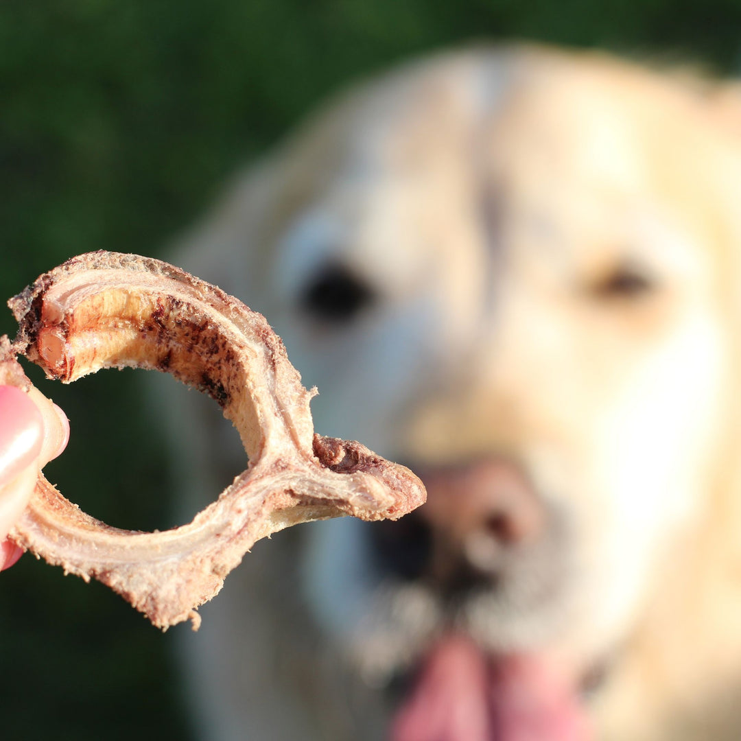 Rinderknorpel | gefriergetrocknet