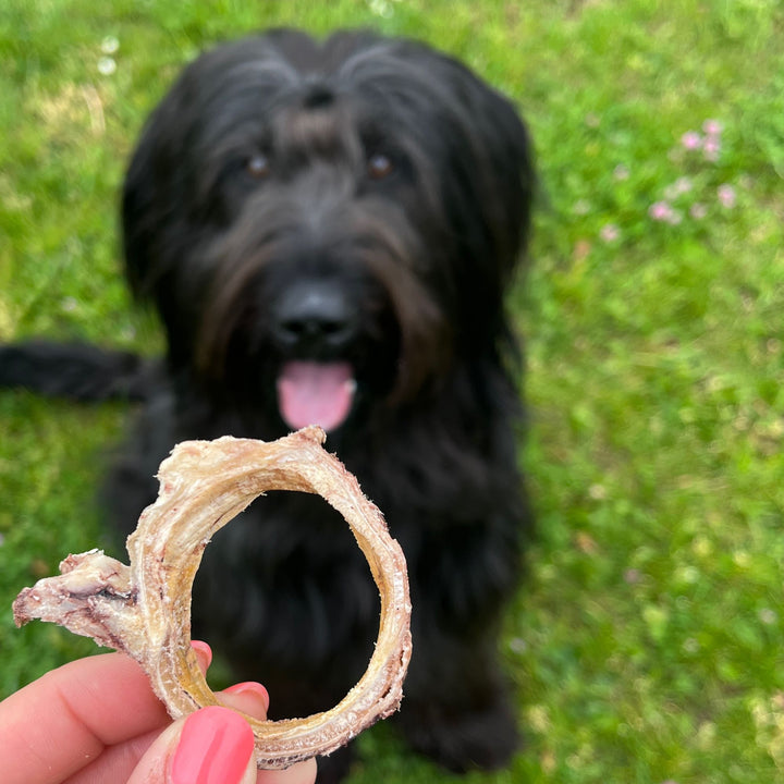 Rinderknorpel | gefriergetrocknet