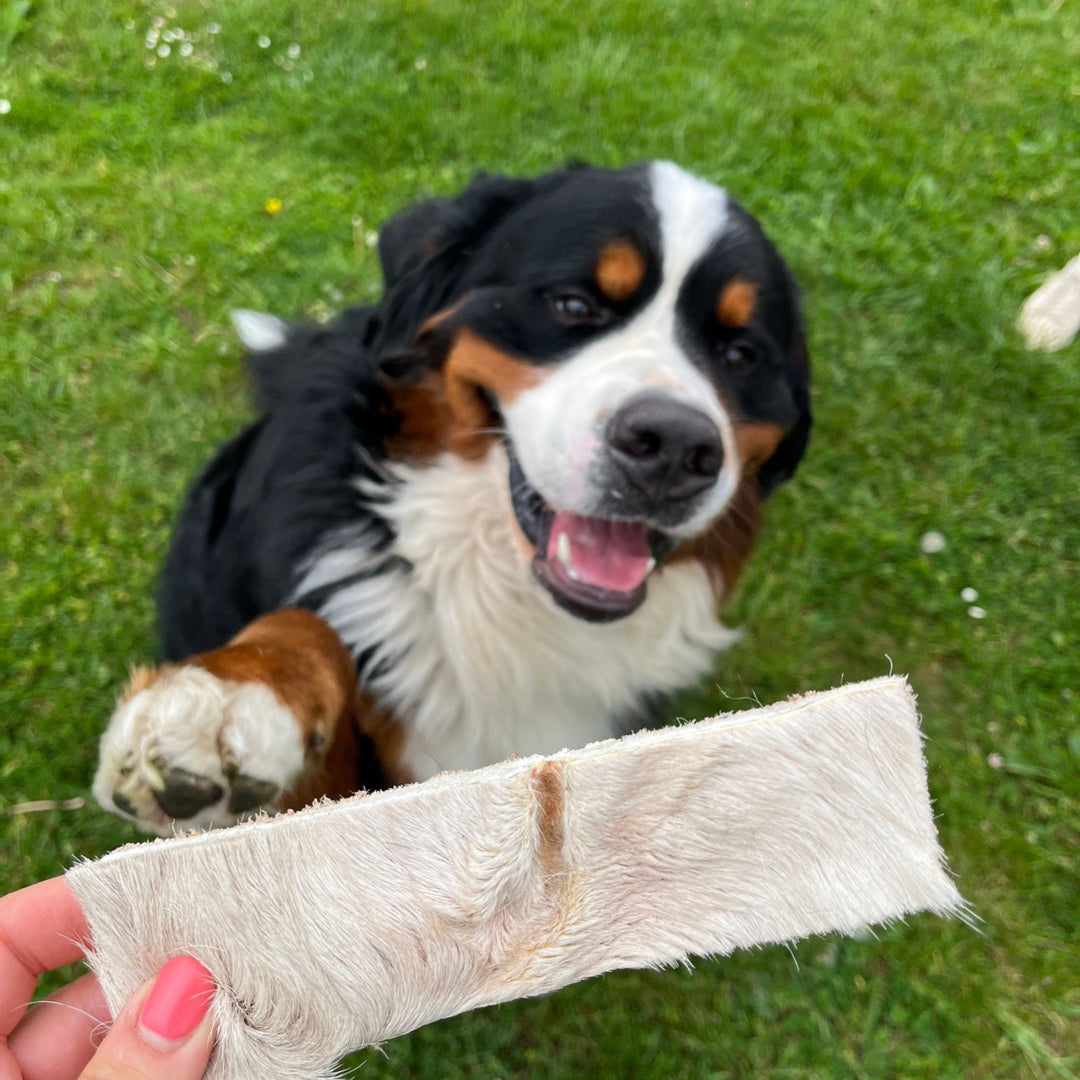 Rinderkopfhaut | gefriergetrocknet | Kausnack