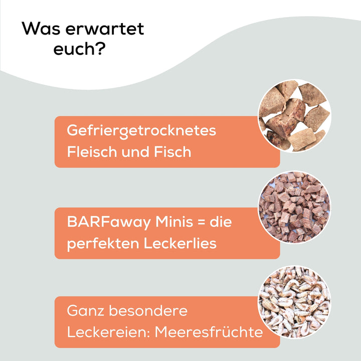 Adventskalender für Katzen und Hunde 2025