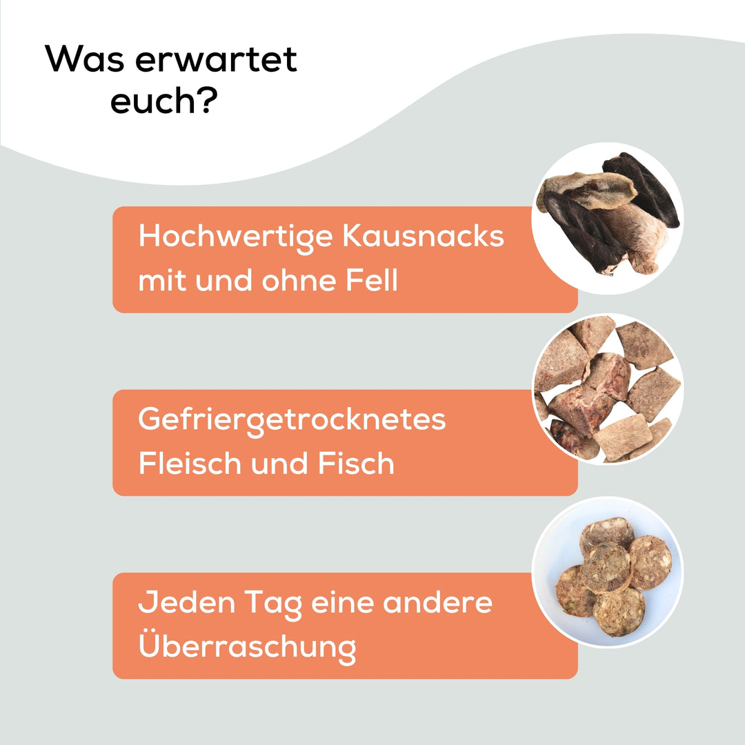 XXL Adventskalender für Hunde 2025