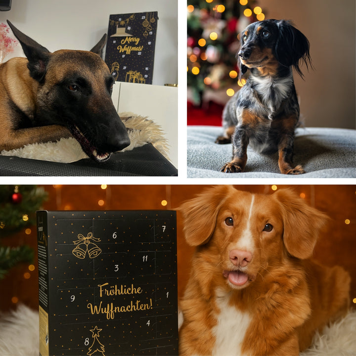 XXL Adventskalender für Hunde 2025