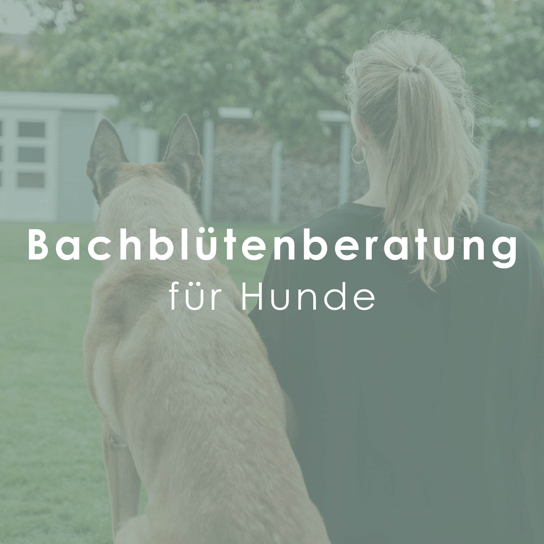 Bachblütenberatung für Hunde | online Beratung